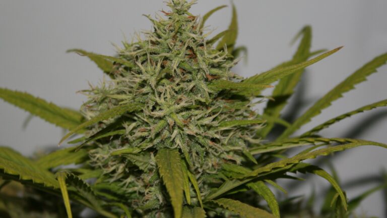 amnesia - CBD shop france