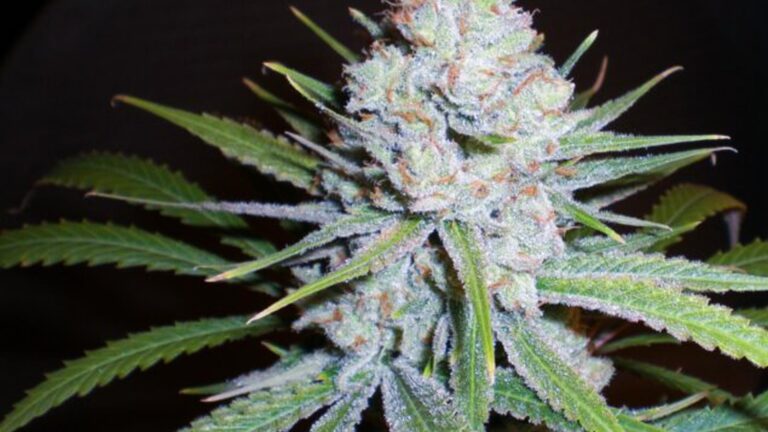 skunk-cbd