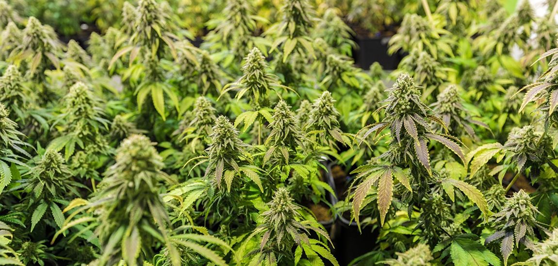 CBD Indica vs Sativa :  quelles différences ?