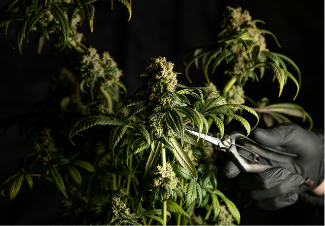 cbd-shop-fr-fleur 1.png