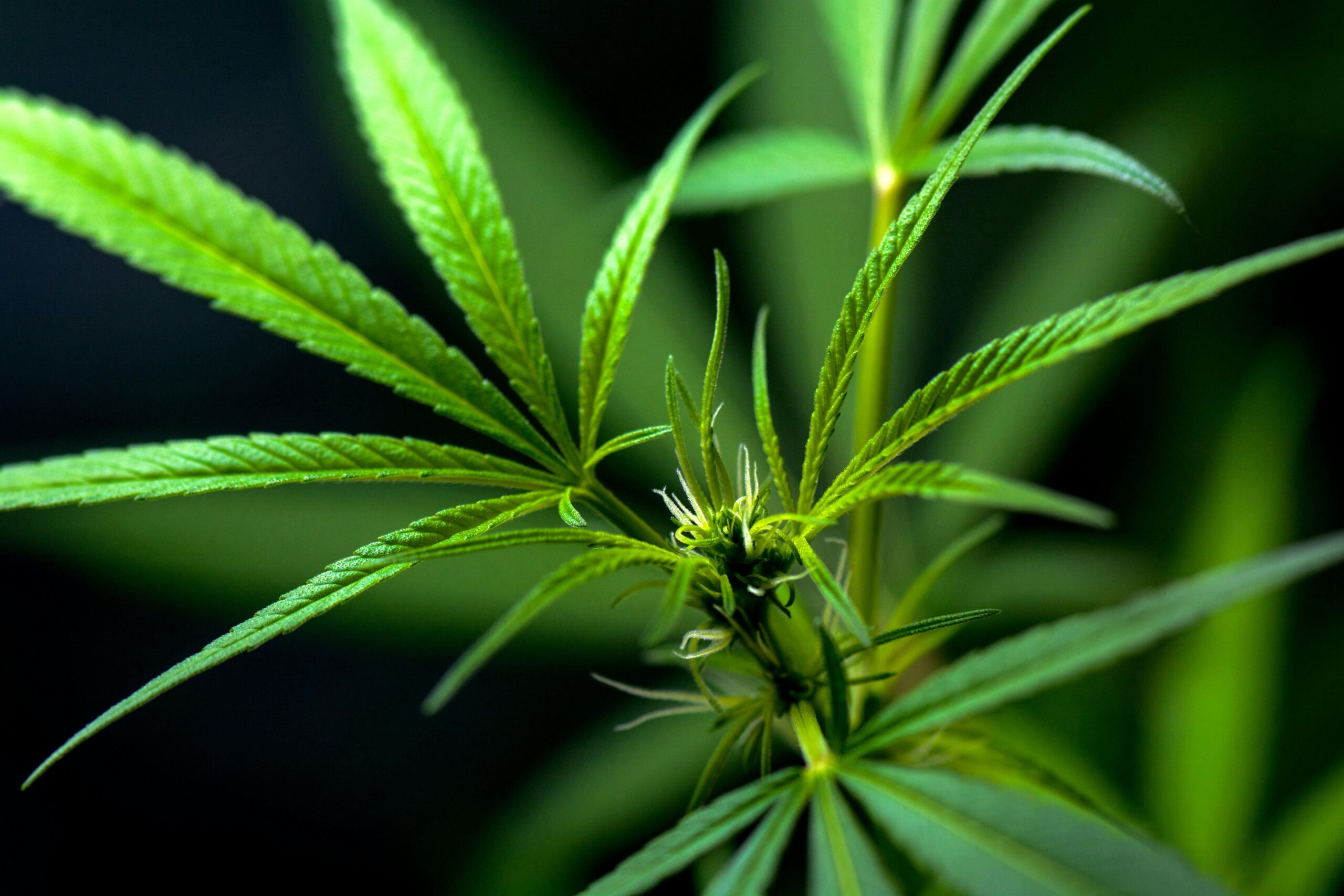 interdiction-cbd-alimentaire-2026
