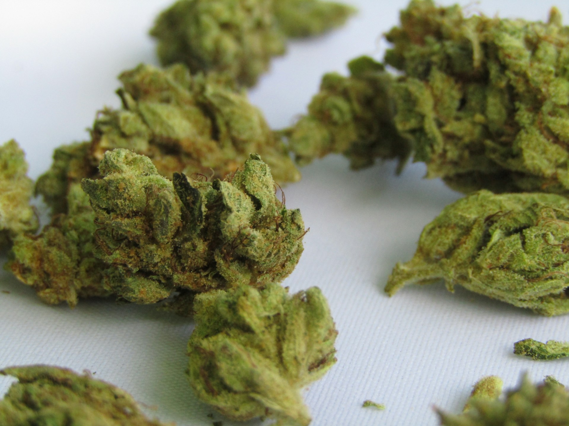 Quelle est la fleur de CBD la plus puissante ? Taux, terpènes : ce qui compte vraiment